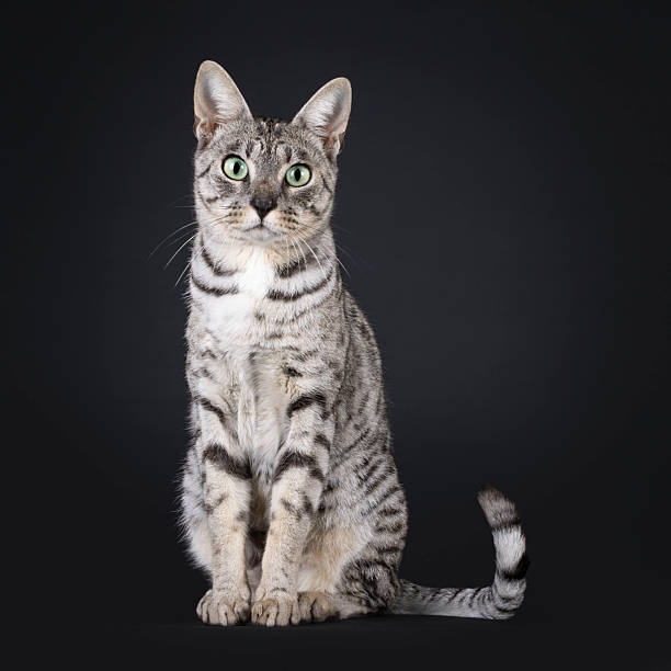 istock F7 Savannah cat on black background 2212910503