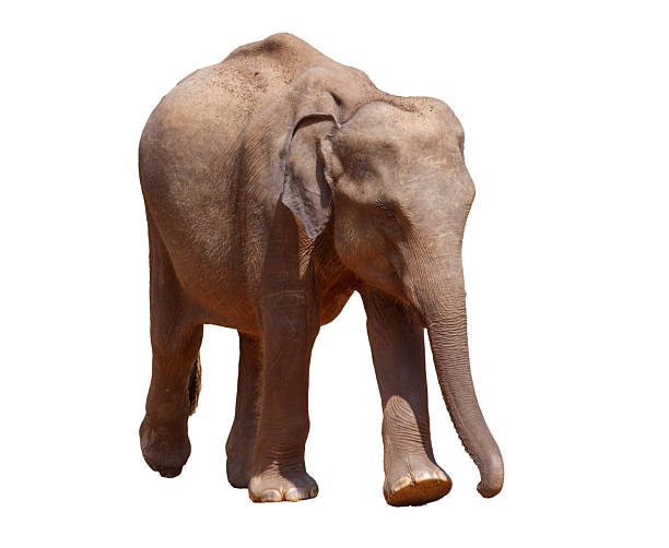 istock A large elephant is walking across a white background 2212910616