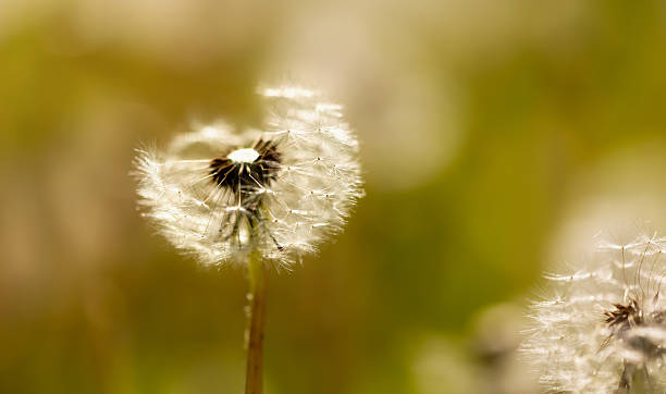 istock Blow ball dandelion seeds, allergy concept 2212910717