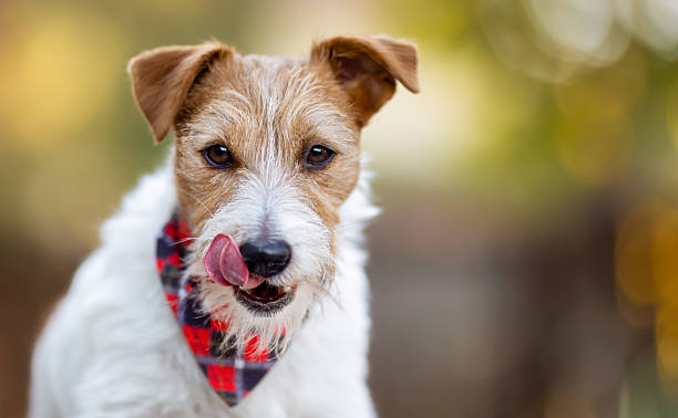 istock Hungry cute dog licking her mouth 2212910720