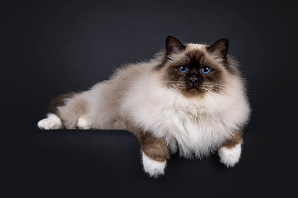 istock Sacred Birman cat on black 2212910805