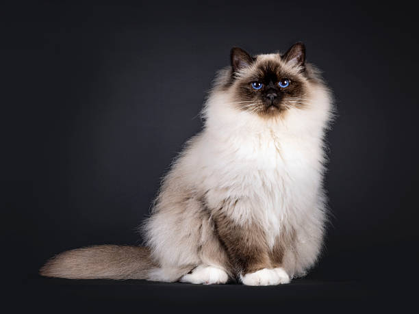 istock Sacred Birman cat on black 2212910830