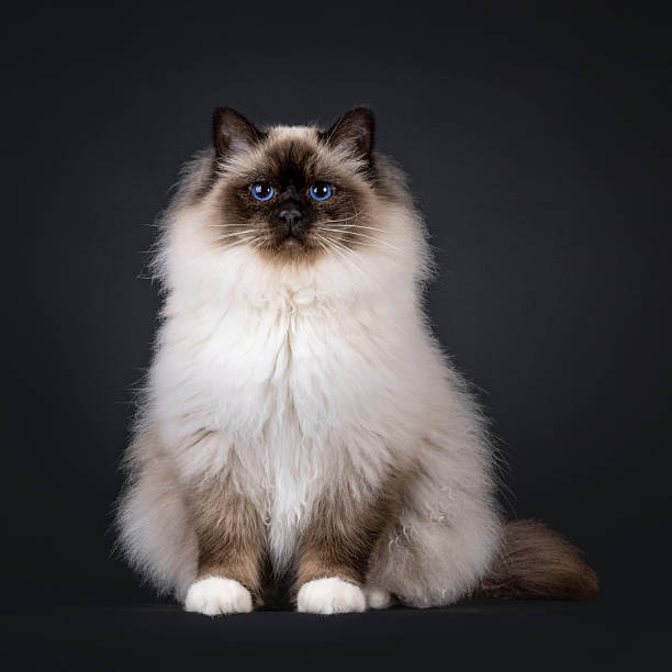 istock Sacred Birman cat on black 2212910861