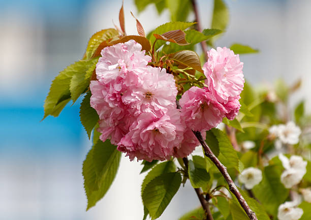 Pink sakura flowers in nature.