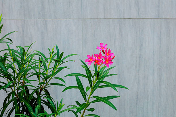 Tropical biush with pink flower in front of granite wall