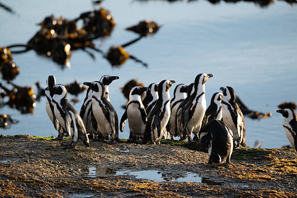 African penguins boulders beach colony Cape Town