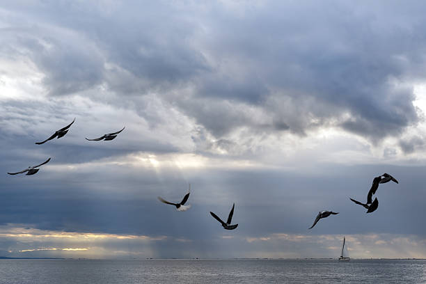 Sea, boat and birds on a cloudy day