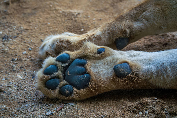 istock Close-up of a lion's paws resting on sandy ground, emphasizing black pads, claws 2212914649