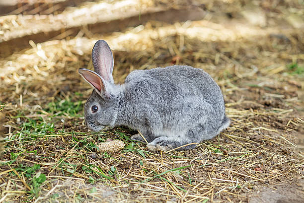istock Gray rabbit foraging in a barn on a sunny afternoon 2212914817