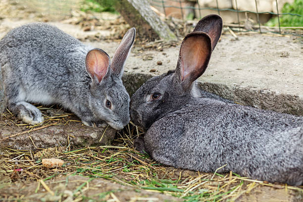 istock Two Grey Rabbits Resting Together on Ground. Agritourism. 2212915059