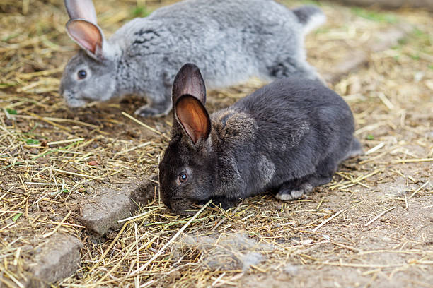 istock Agritourism. Rabbits foraging in a rural setting during daylight hours in a natural habitat 2212915064