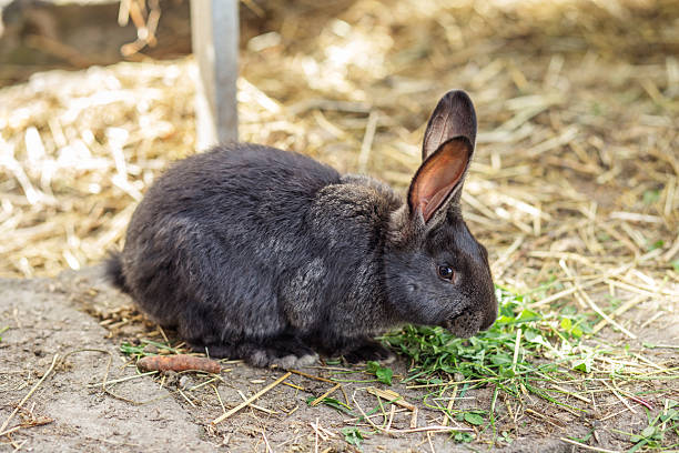 istock Agritourism. Black rabbit foraging on grass in a farm setting during daylight hours 2212915072