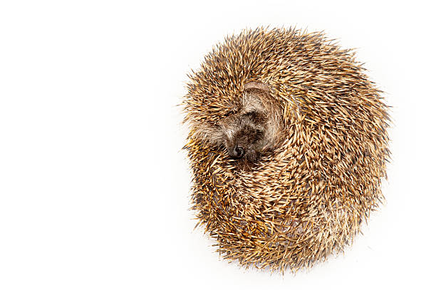 istock Introverted hedgehog on clean and white background 2212915285