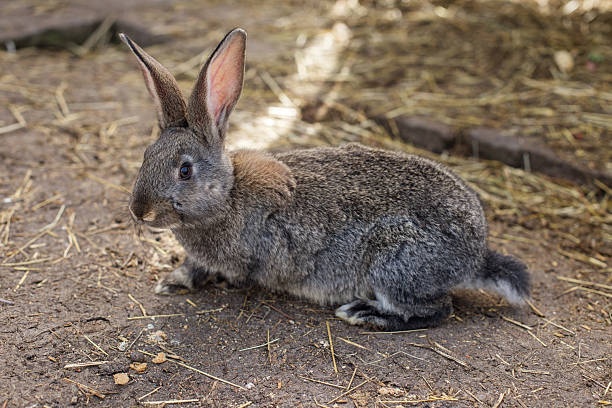 istock Gray rabbit resting on ground in a barn during daylight 2212915395