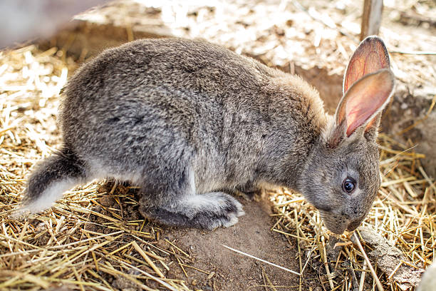 istock Agritourism. Gray rabbit exploring a yard with straw and dirt during daylight hours 2212915397