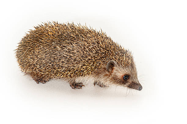 Side view of hedgehog on clean and white background