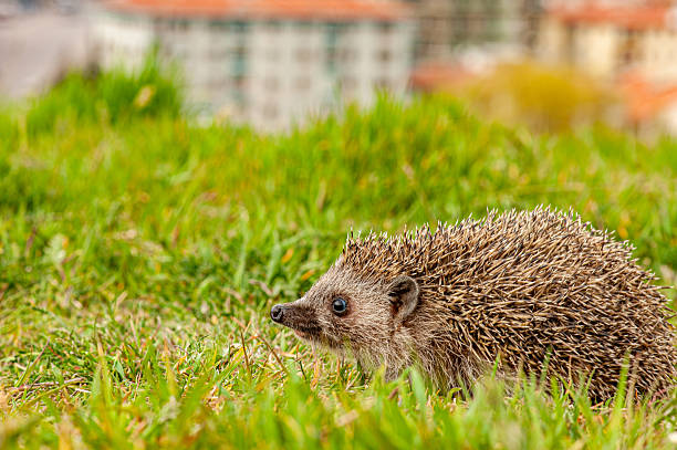 Side view of hedgehog on grass in city