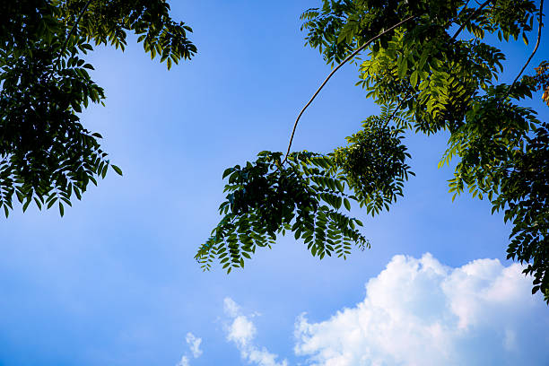 Upward view showing tree limbs covered with abundant, vibrant green leaves contrasted against a clear blue sky backdrop.