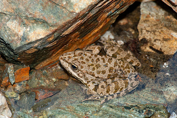 Frog on the edge of a stone