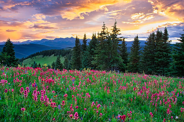 istock Wildflowers in the Gore Range 2212916871