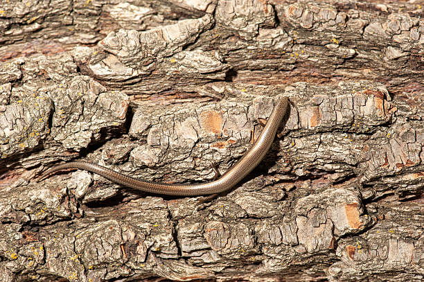 European copper skink or snake-eyed skink