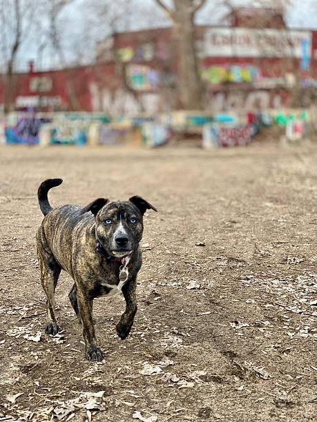 Brindle Blue Eyed Dog Waiting with Colorful Backdrop
