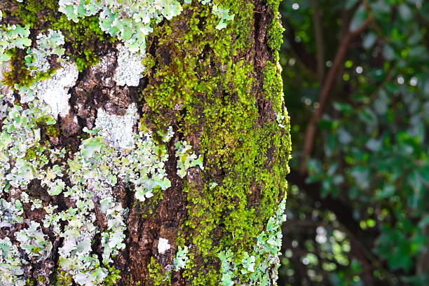 side view of an old tree trunk overgrown with moss and lichen
