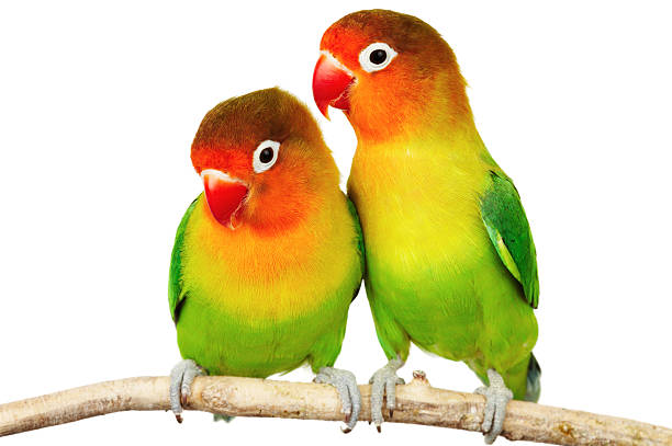 istock Pair of lovebirds 2212919530