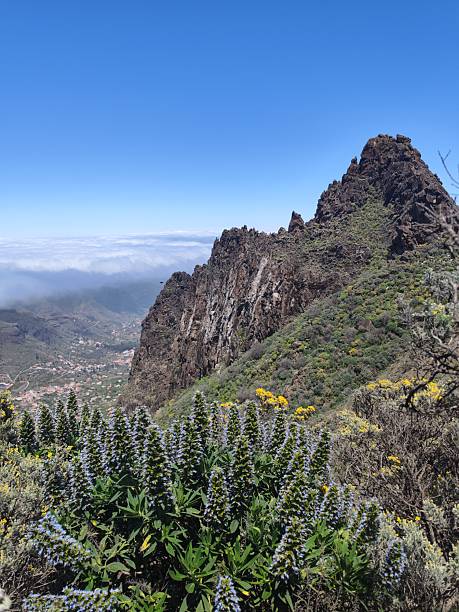 istock Blue Tajinaste in Gran Canaria 2212919964