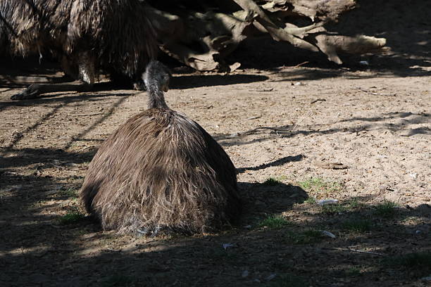 istock Bird portrait at the zoo 2212920198