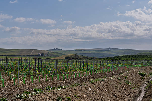 istock Young olive trees arranged in order spread across the landscape. Spain 2212920775