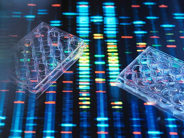 istock Clear petri dishes sit over a vibrant, blurred DNA sequence, emphasizing genetic research. 2212923726