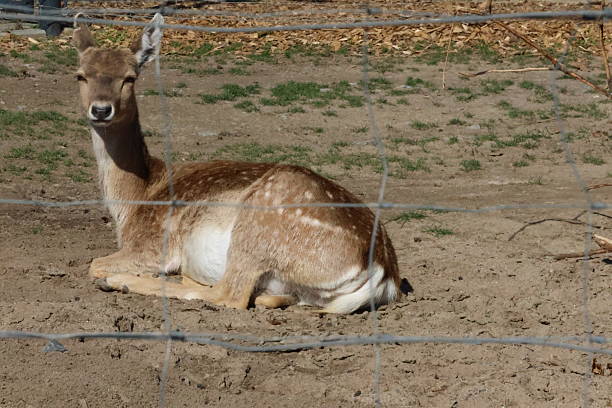 istock Deer portrait behind fence 2212925281