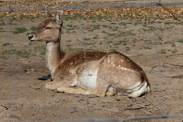 Deer alying on the floor ona sunny day. Looking at the camera througa fence.