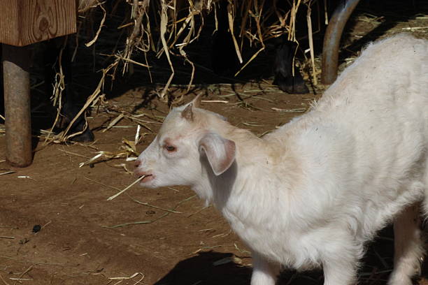 A young South African boer goat stands on a paved surface, its white coat contrasted by brown markings on its head and ears. With its tail slightly raised, it gazes toward the camera, framed by a grassy background