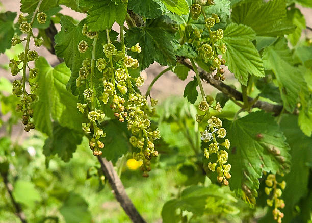 istock Garden currant flowering close-up, Red and black currant blossoming in spring. Red currant flowers on a bush twig. 2212927730