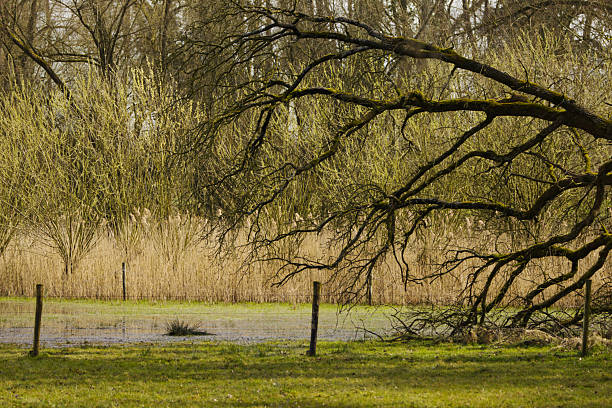 Landscape with beautiful tree, tree tilts to the side, bare tree in spring, field with fence and leafless tree, field behind it, green meadow, dominant branches protrude onto the meadow