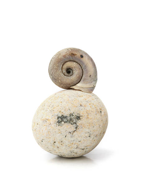 Sea washed round stone and shell.