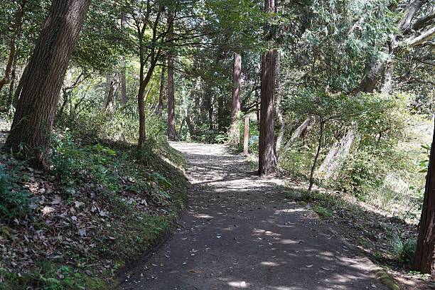 istock Serene Pathway Through Lush Green Forest Surrounded by Tall Trees and Nature's Tranquility 2212928746