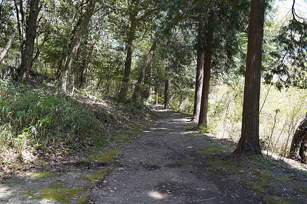 Serene Forest Pathway Surrounded by Lush Greenery in Bright Natural Light for Outdoor Adventure Themes