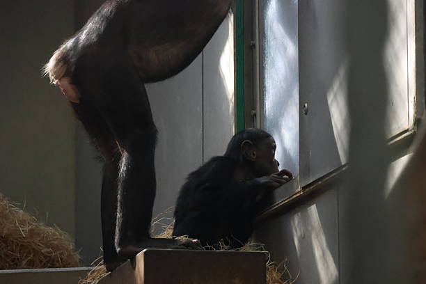 Chimpanzee (Pan troglodytes) sorrowful baby monkey in a cage