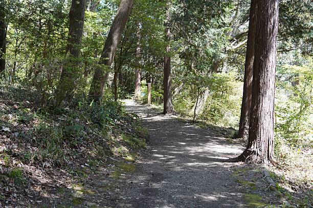 istock Serene Forest Pathway Surrounded by Tall Trees and Lush Greenery in Bright Natural Light 2212928985