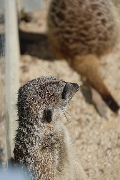 istock Animal portrait on a sunny day 2212930001
