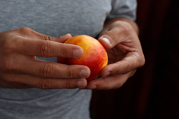 istock peach in hand, man holding peach in hand 2212930283