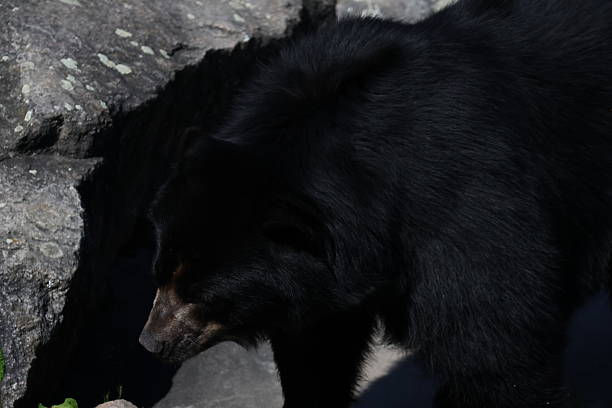 american black bear portrait, north carolina - usa