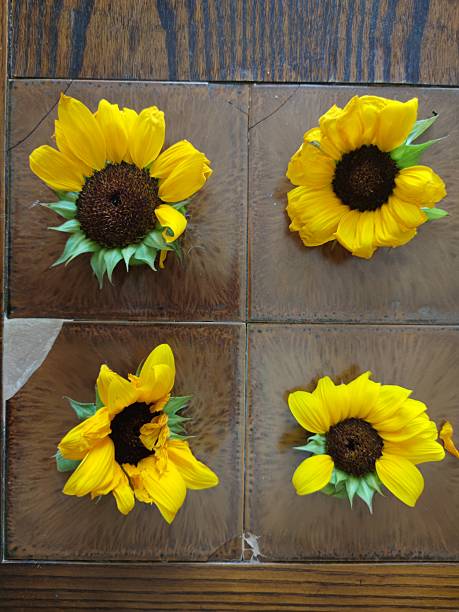 yellow fallen sunflowers. fallen sunflowers on the table