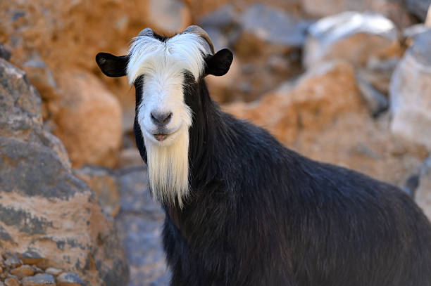 A black and white goat stands in a verdant field, gazing curiously at the camera. The backdrop features tall trees and a wooden fence, creating a serene rural atmosphere