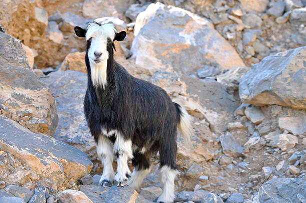Goat in the mountains of Oman, Sultanate of Oman, Middle East