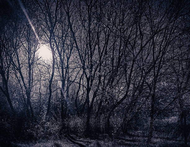 a tranquil forest scene with a backlit sky and trees. bare branches create an atmospheric mood. nature landscape photography with contrast