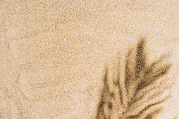 istock summer background of beach sand with shadows palm leaves 2212932579